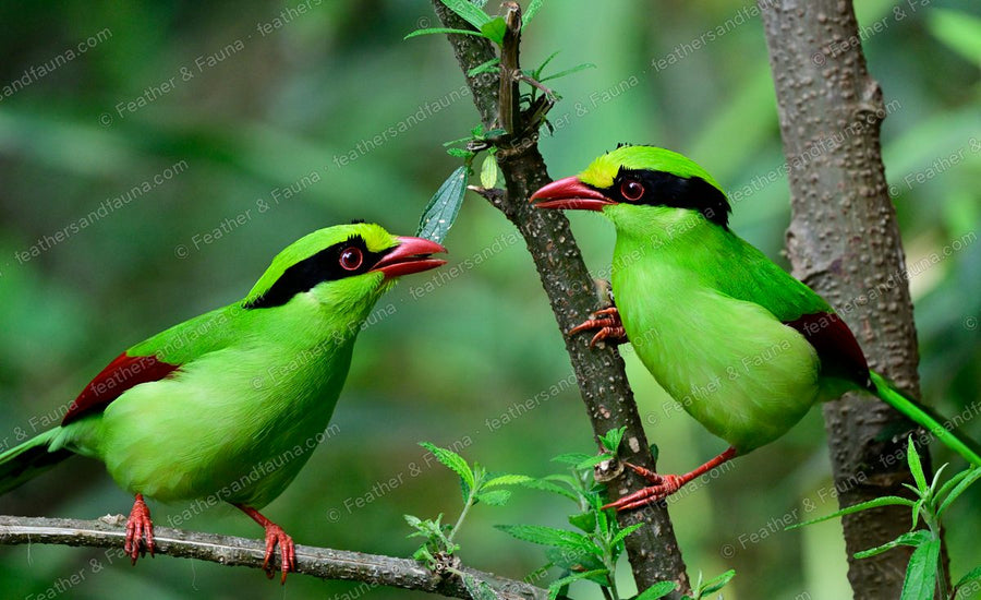 Two Common Green Magpies facing each other on branches, one holding an insect.