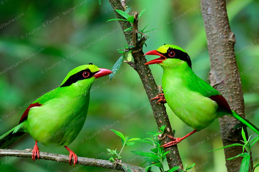 Two Common Green Magpies facing off on a branch, one holding an insect.