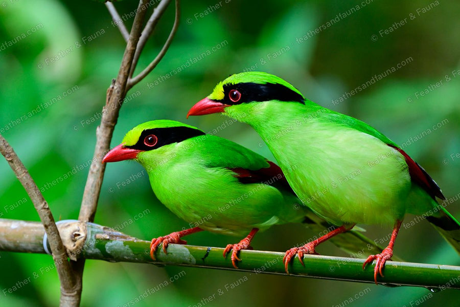 Two Common Green Magpies side by side on a bamboo stem.