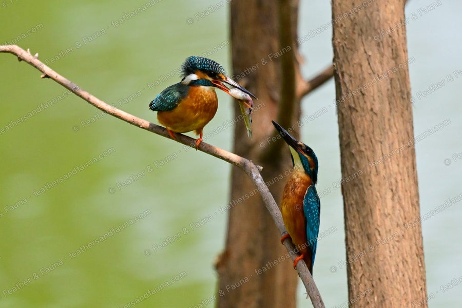 Two Common Kingfishers on a twig over water, one passing a fish to the other.