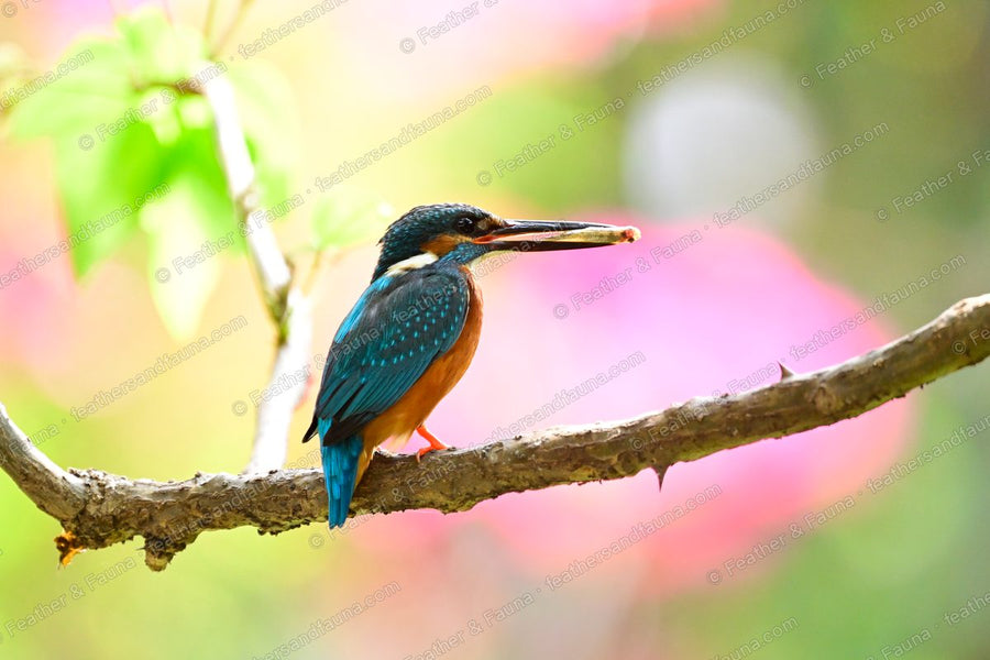 Common Kingfisher holding a fish on a branch against pink and green bokeh.
