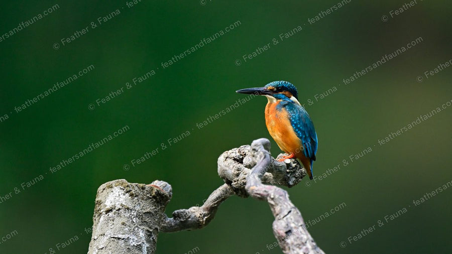 Common Kingfisher perched on a bleached snag against a dark green background.
