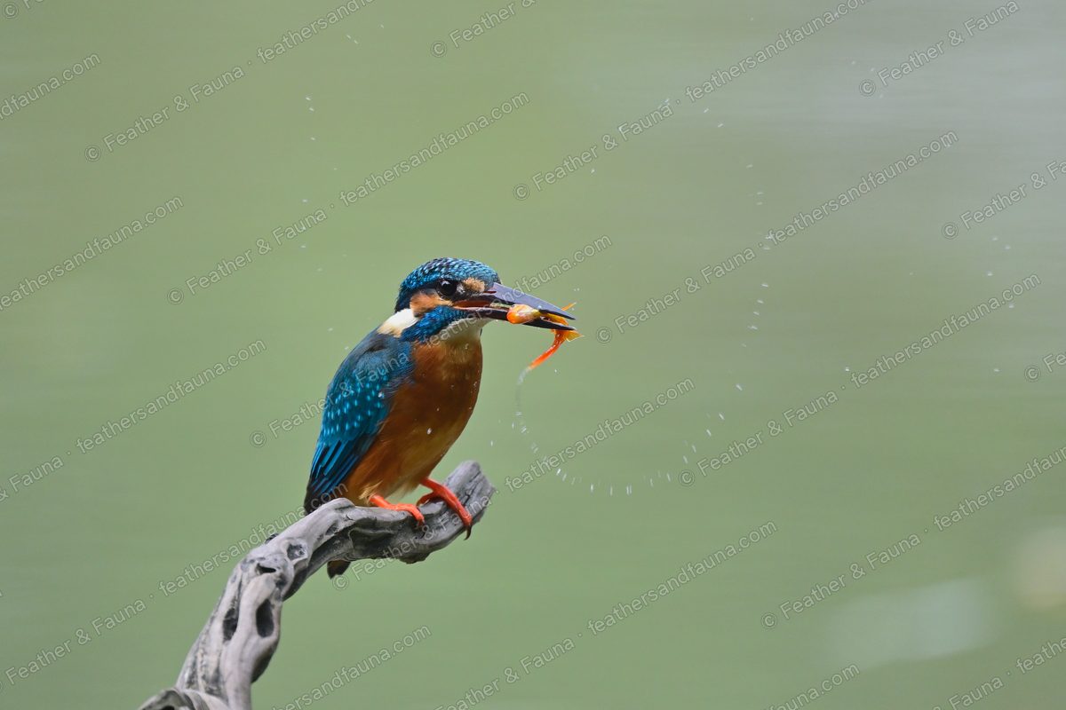 Common Kingfisher on a snag with prey, flinging an arc of water droplets.
