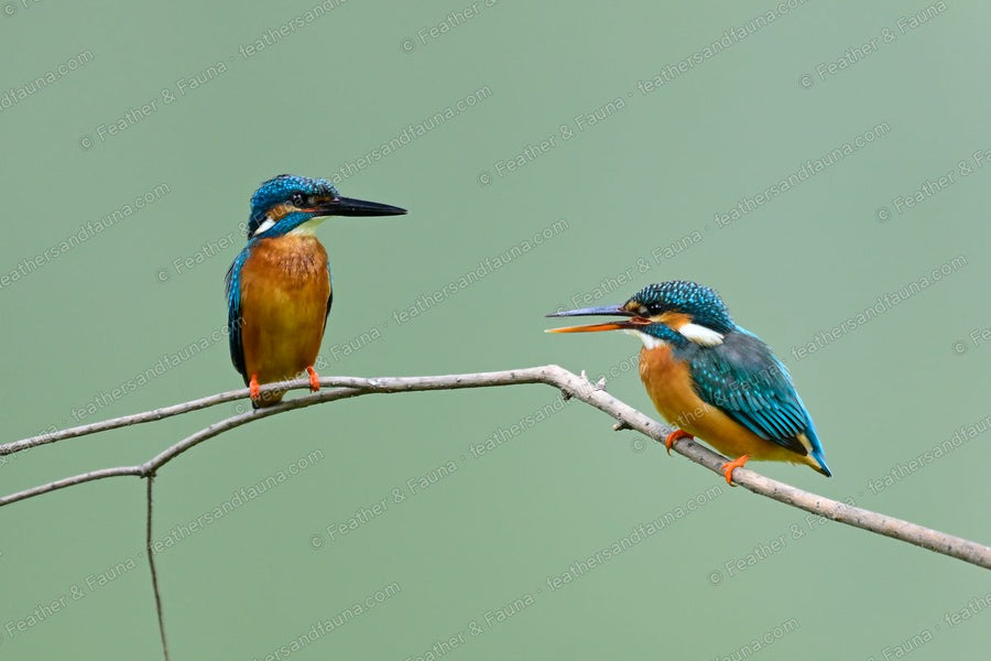 Two Common Kingfishers on a thin branch, one calling with bill open.