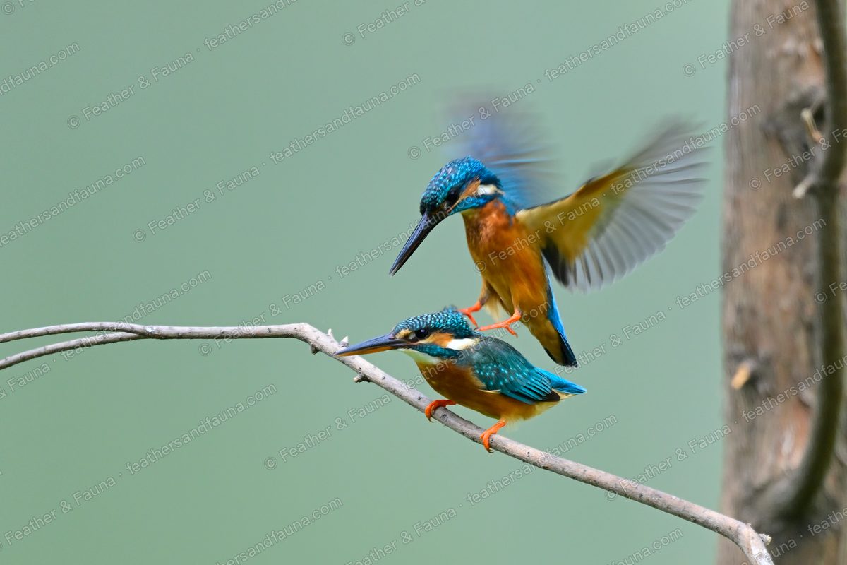 Pair of Common Kingfishers courting on a branch, one with wings raised.