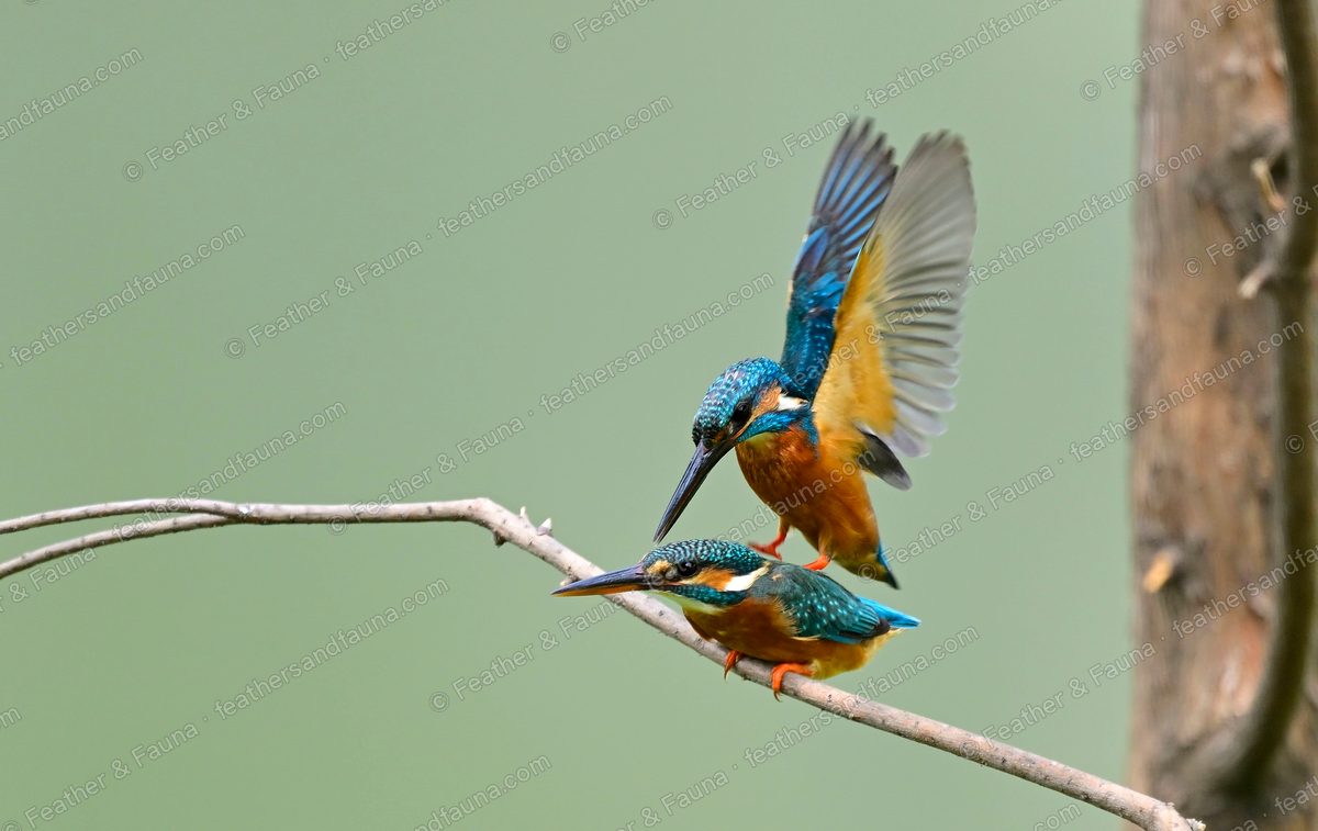 Two Common Kingfishers mating on a slender branch, one wing raised.