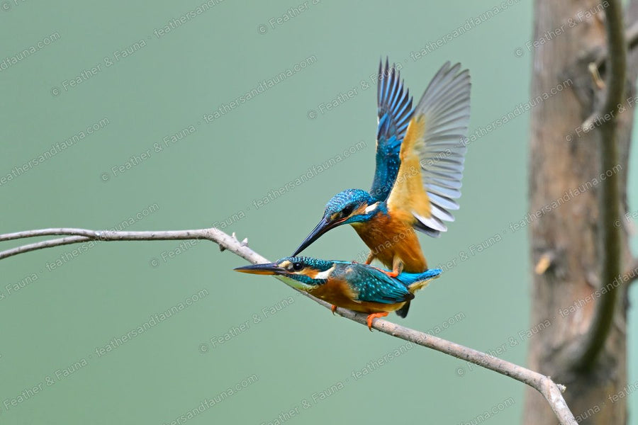 Two Common Kingfishers mating on a branch, upper bird with wings spread wide.