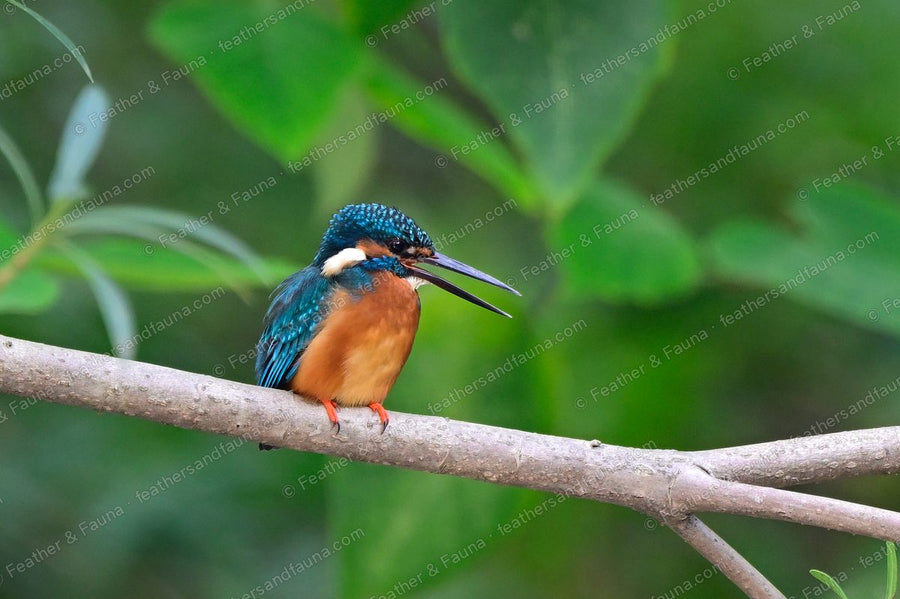 Common Kingfisher with its bill open on a branch against a green background.