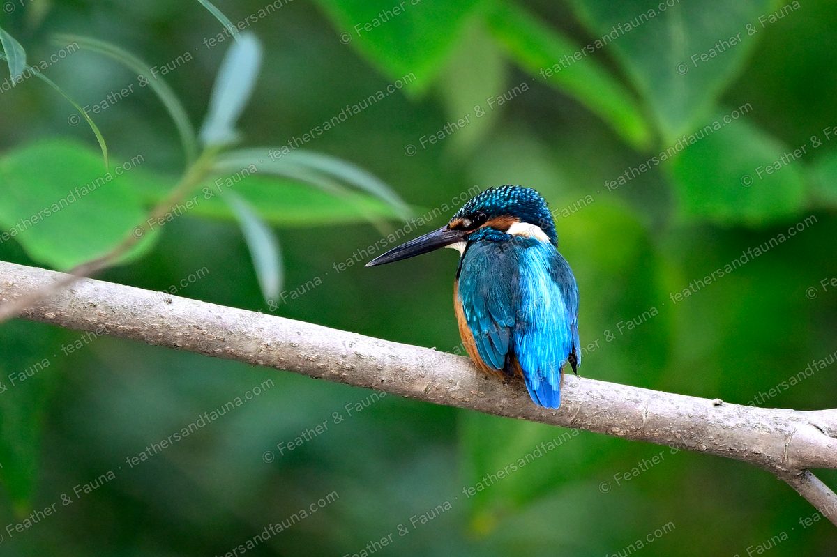 Common Kingfisher hunched on a smooth branch against green shade.