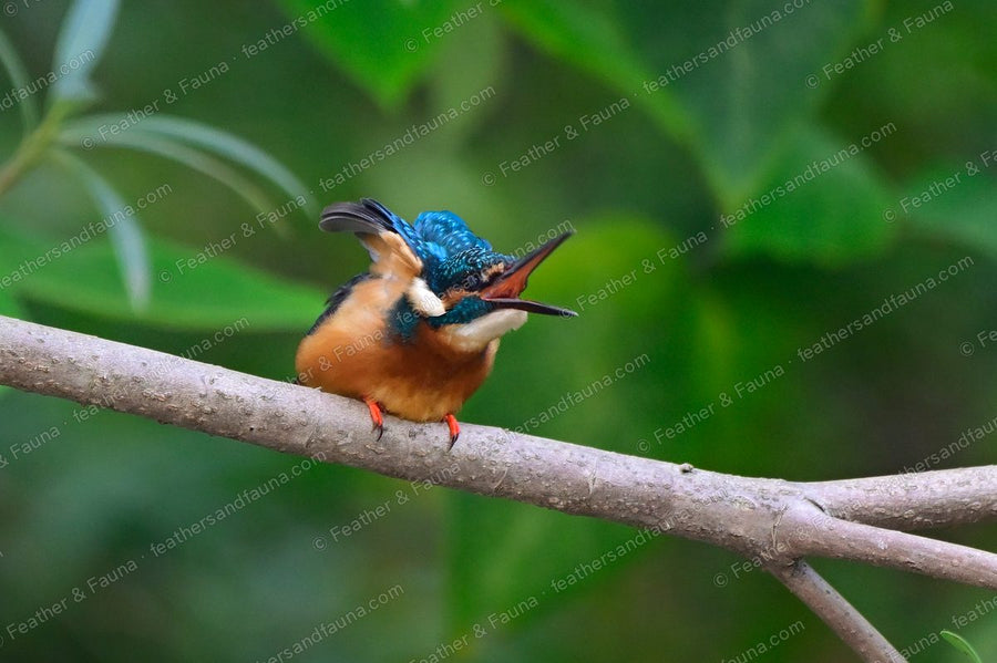 Fluffed-up juvenile Common Kingfisher with its bill open on a branch.