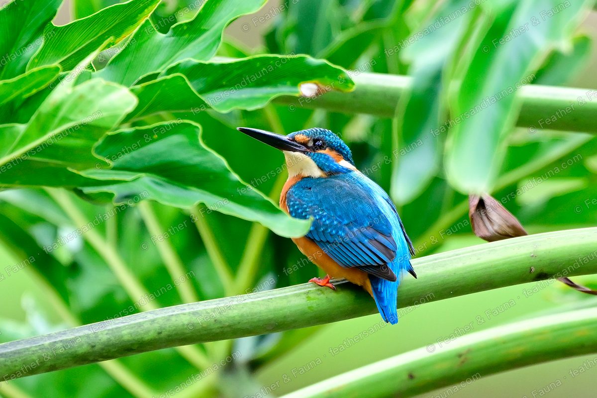 Common Kingfisher on a green stem among large leaves, blue back and orange breast.