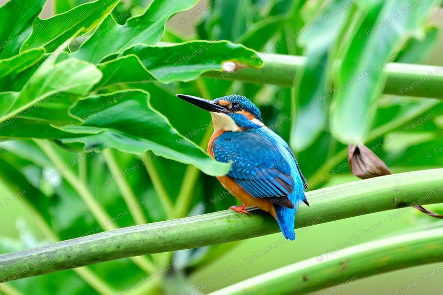 Common Kingfisher on a green stem among large leaves, blue back and orange breast.
