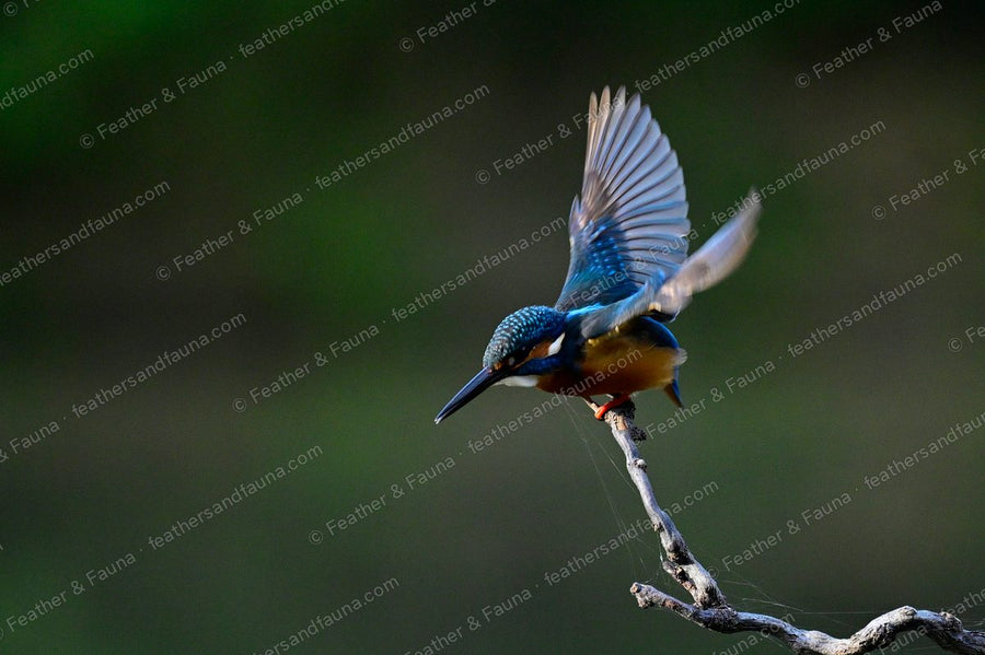 Common Kingfisher launching from a bare branch with wings raised, backlit.