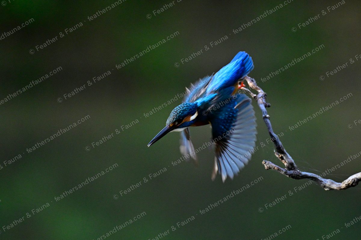 Common Kingfisher launching from a bare branch with wings blurred, against black.