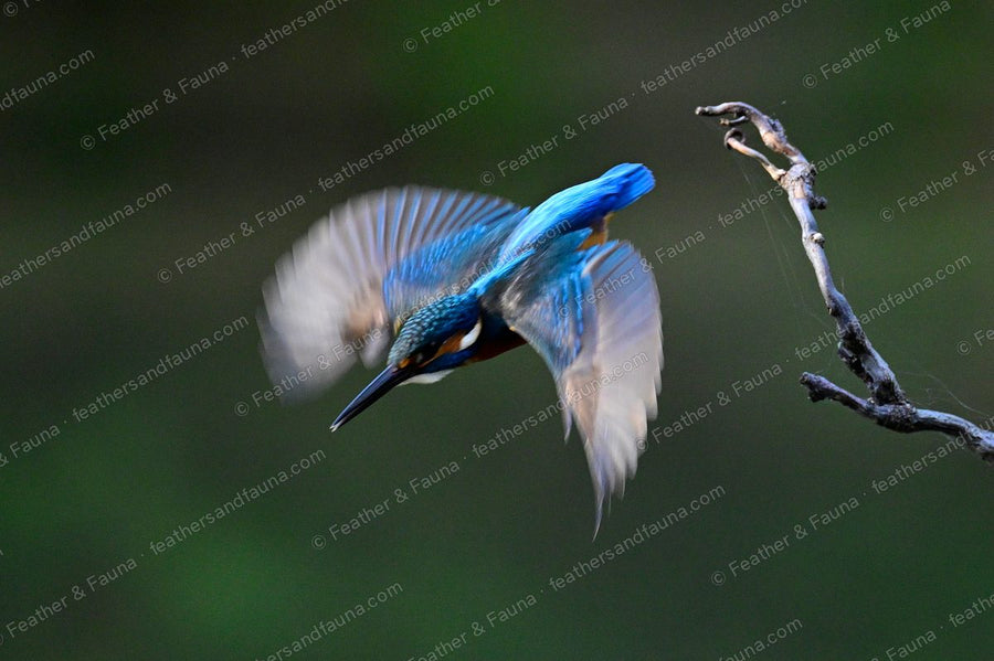 Common Kingfisher pitching forward off a branch with wings blurred, against a dark background.