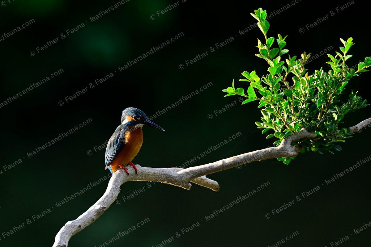Common Kingfisher spotlit on a bare branch beside a sprig of green leaves.