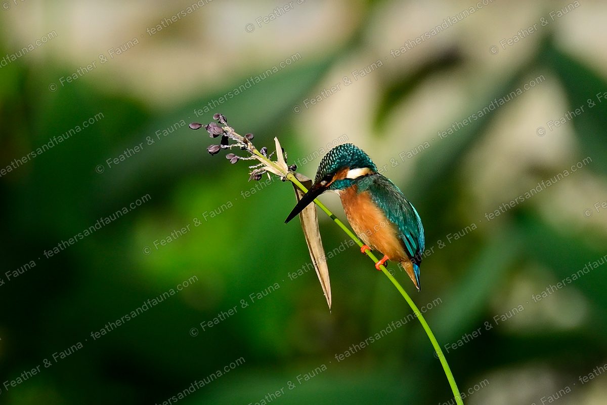 Female Common Kingfisher on a green stem beside a faded purple flower spike.