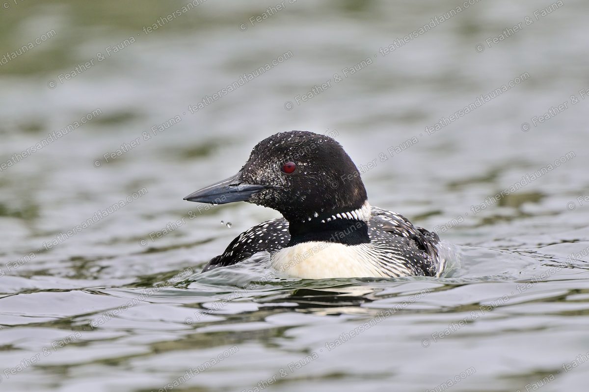 Common Loon in breeding plumage on rippled water, black head and checkered back.