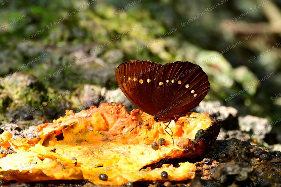Dark brown butterfly feeding on rotting yellow fruit on the forest floor.