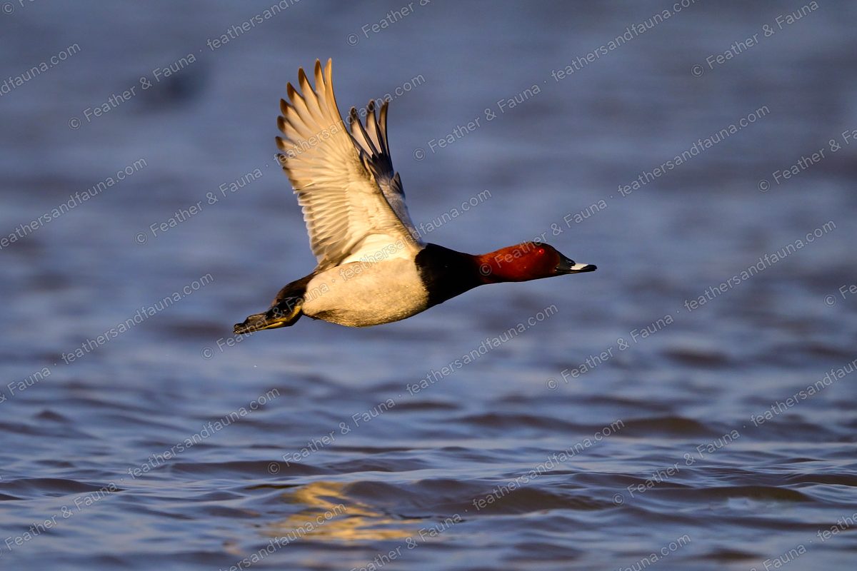 Male Common Pochard flying low over water, chestnut head and grey body.