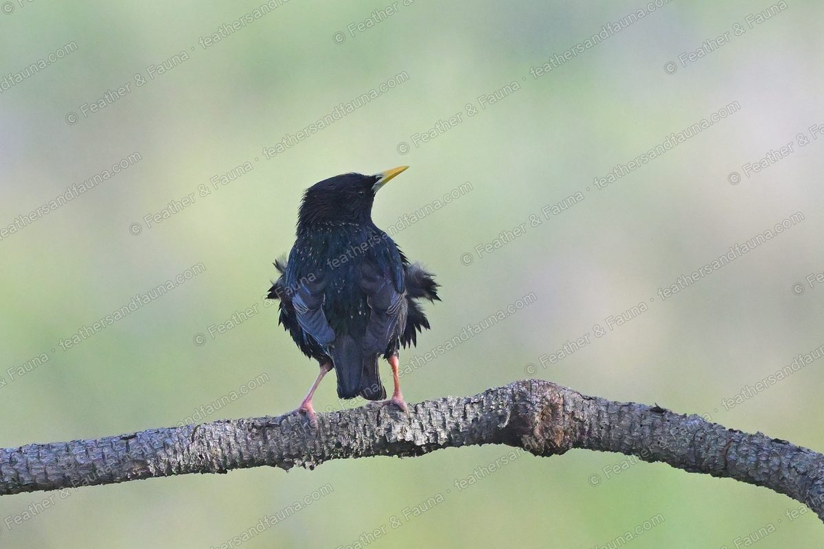 Common Starling with iridescent black plumage ruffled on a bare branch, seen from behind.