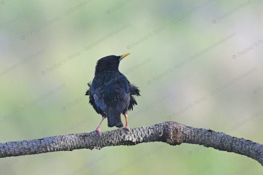 Common Starling with iridescent black plumage ruffled on a bare branch, seen from behind.