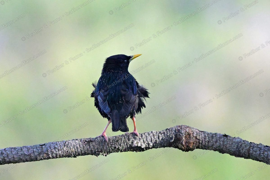 Common Starling with iridescent black-green plumage on a bare branch, ruffled.