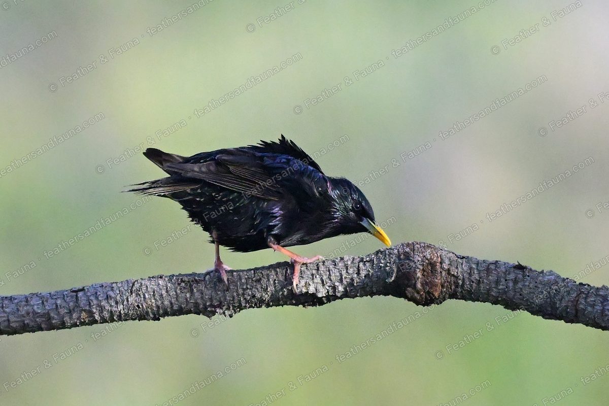 Common Starling bending down on a bare branch, iridescent feathers ruffled.