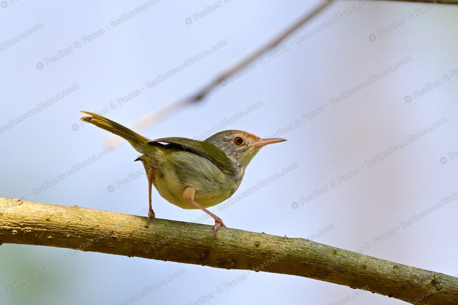 Common Tailorbird with a rufous cap and long cocked tail on a branch.