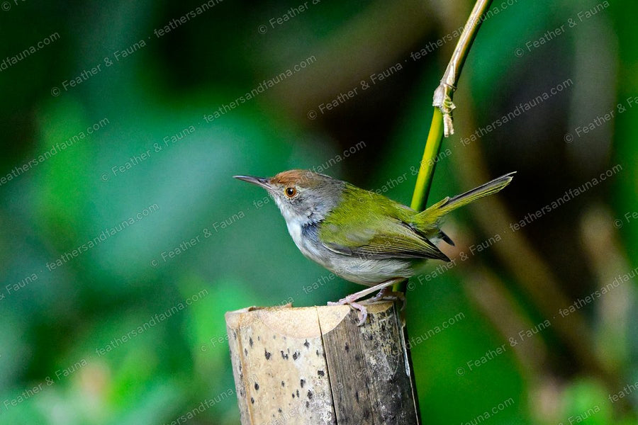 Common Tailorbird with a rufous cap and long cocked tail on a bamboo post.