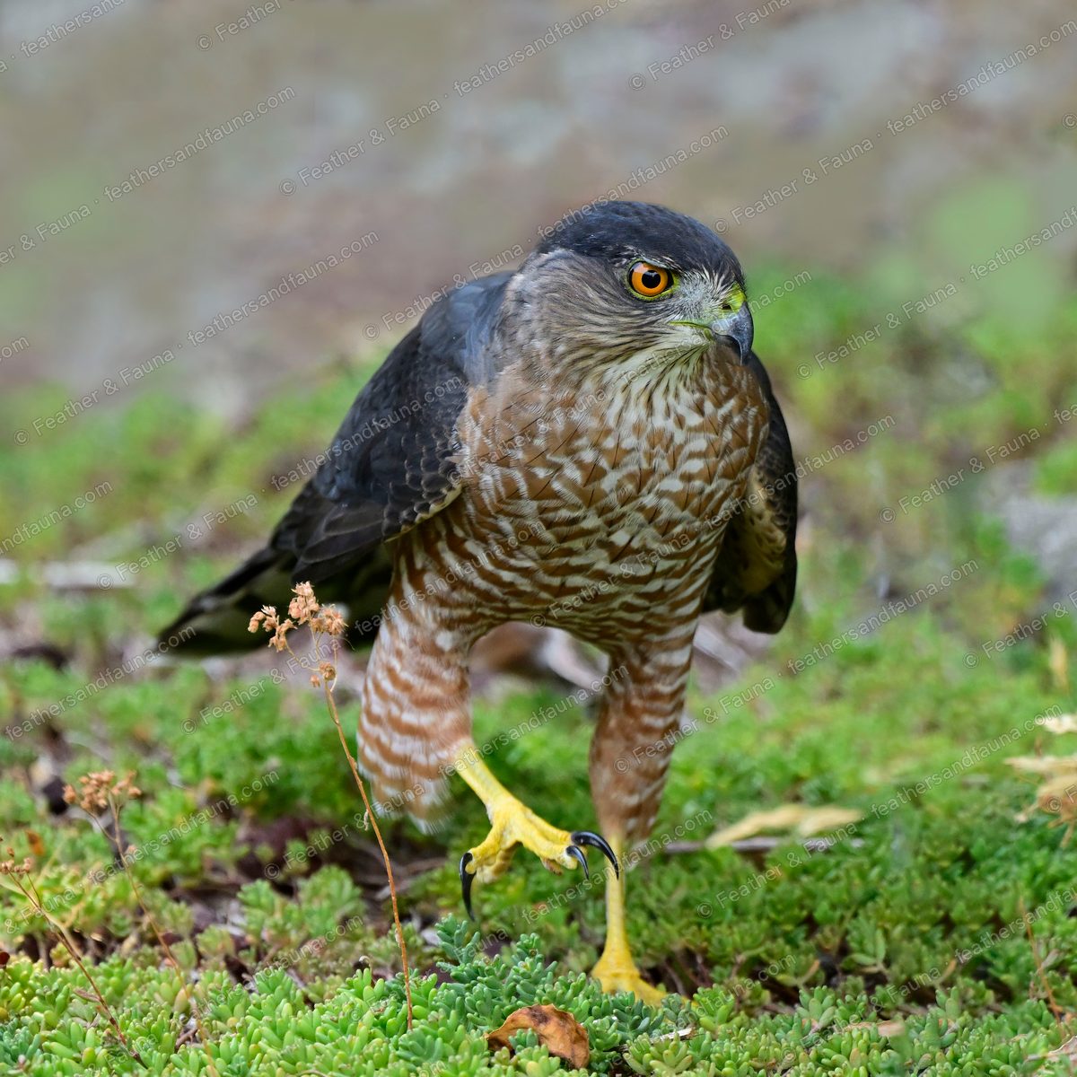 Adult Cooper's Hawk standing on green moss, blue-grey back and orange-barred breast.