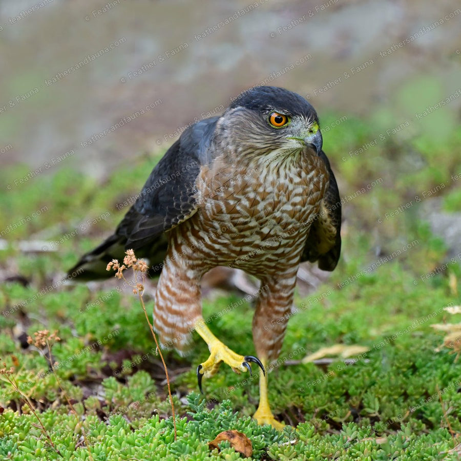Adult Cooper's Hawk standing on green moss, blue-grey back and orange-barred breast.