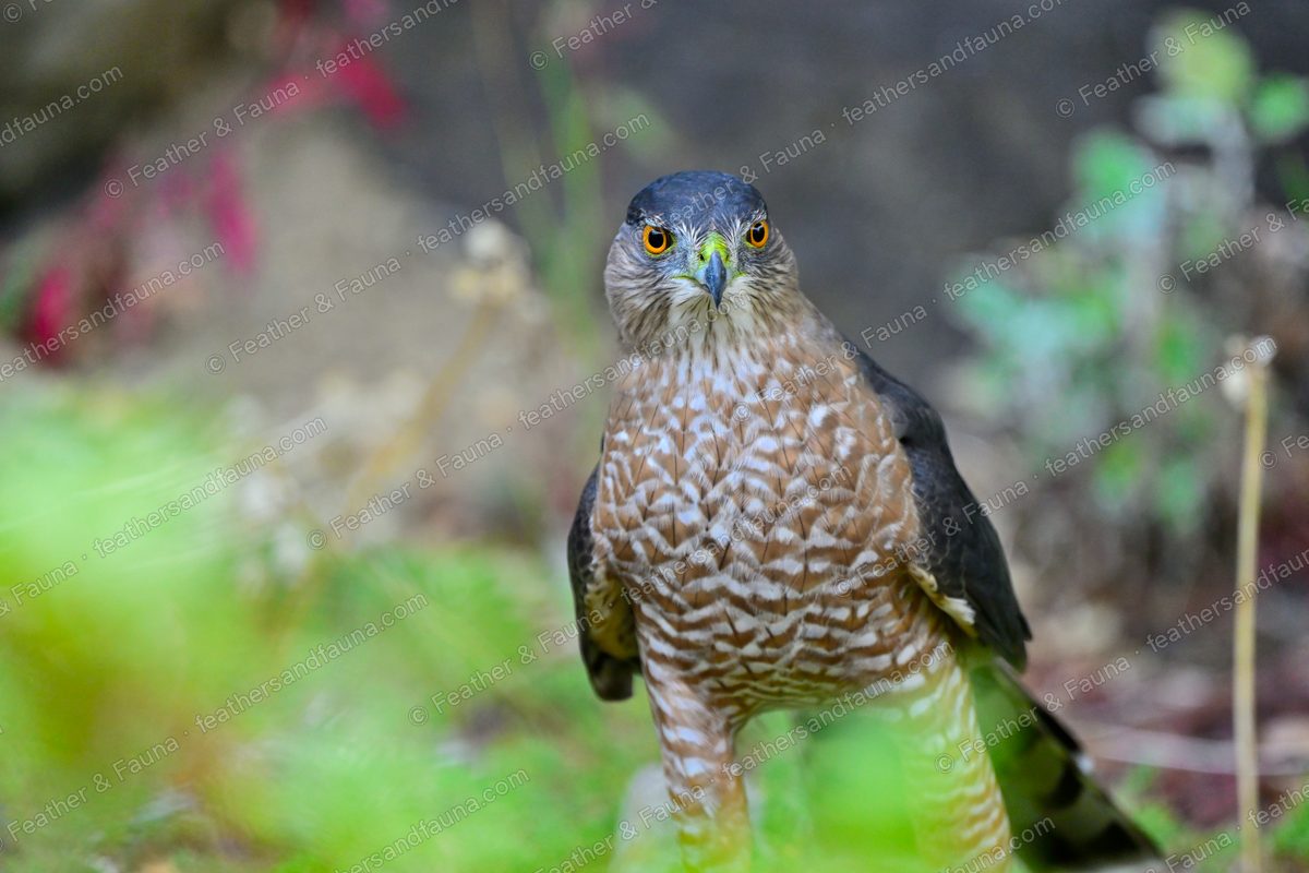 Adult Cooper's Hawk on the ground facing the camera, orange eye and barred breast.