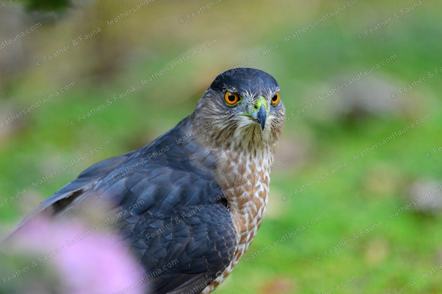 Head portrait of an adult Cooper's Hawk against green grass, orange eye forward.