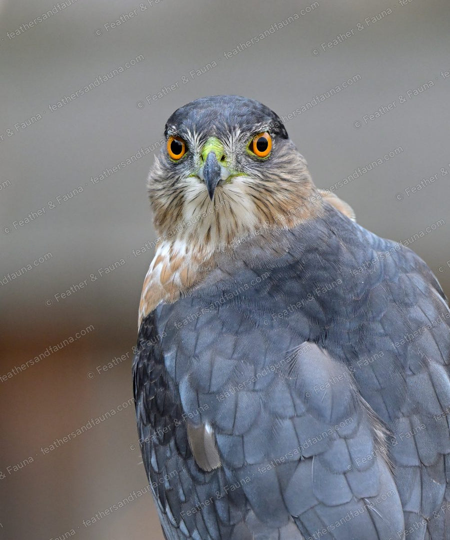 Head-on portrait of an adult Cooper's Hawk with a blue-grey crown and orange eyes.