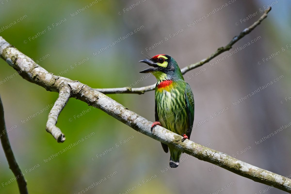 Coppersmith Barbet calling on a bare branch, red forehead and breast patch visible.