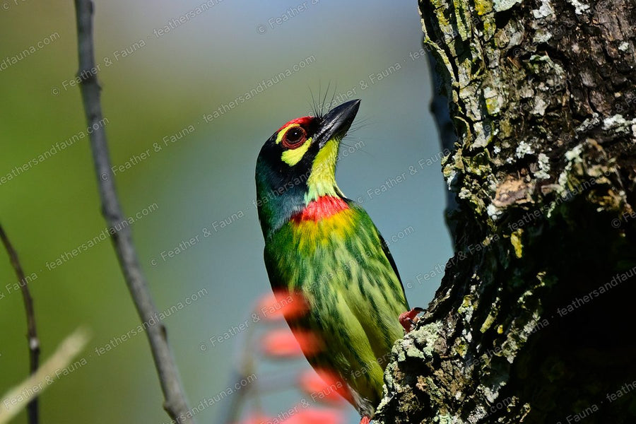 Coppersmith Barbet beside a nest hole in a trunk, red forehead and breast patches.