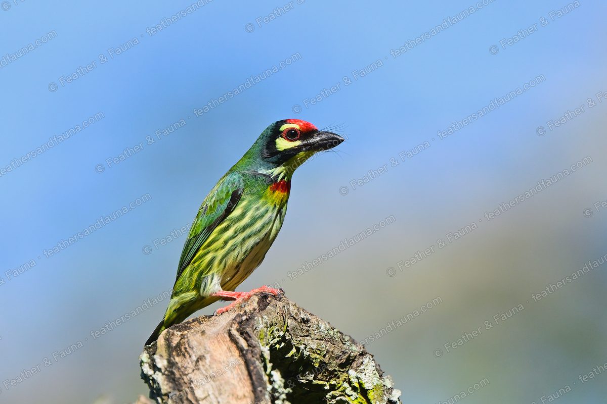 Coppersmith Barbet on a lichen stump against blue sky, red forehead and breast patches.