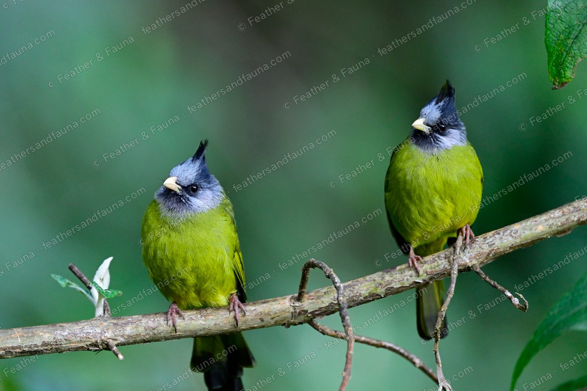 Two Crested Finchbills with grey heads and thick pale bills perched on a branch.