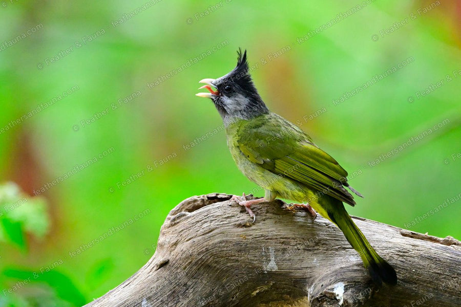 Crested Finchbill calling on a bleached log, spiky crest raised, thick pale bill.