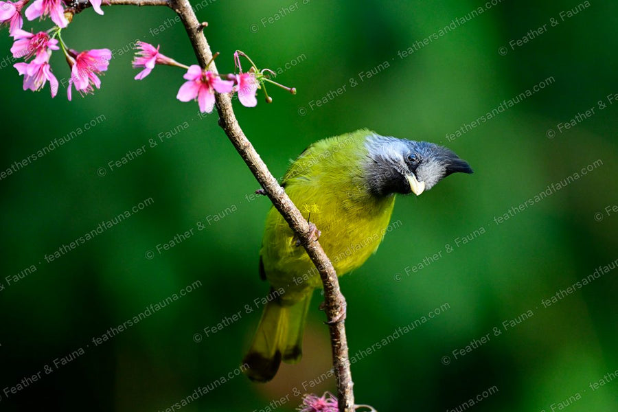 Crested Finchbill hanging from a branch beside pink cherry blossom, black crest raised.