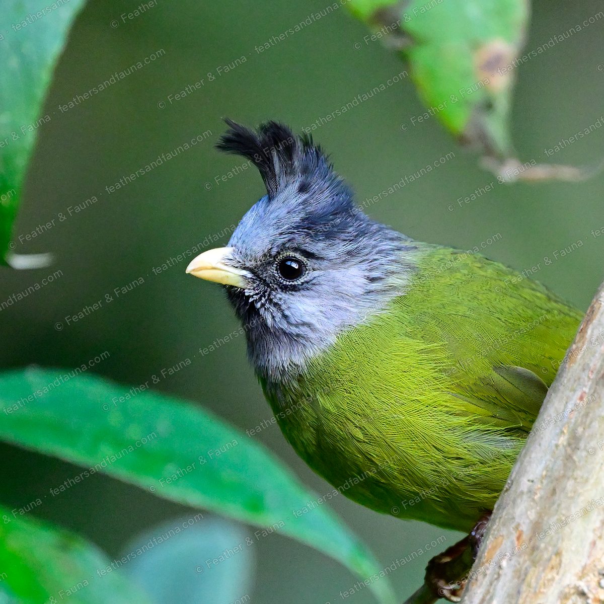 Head portrait of a Crested Finchbill with a curled black crest and thick pale bill.