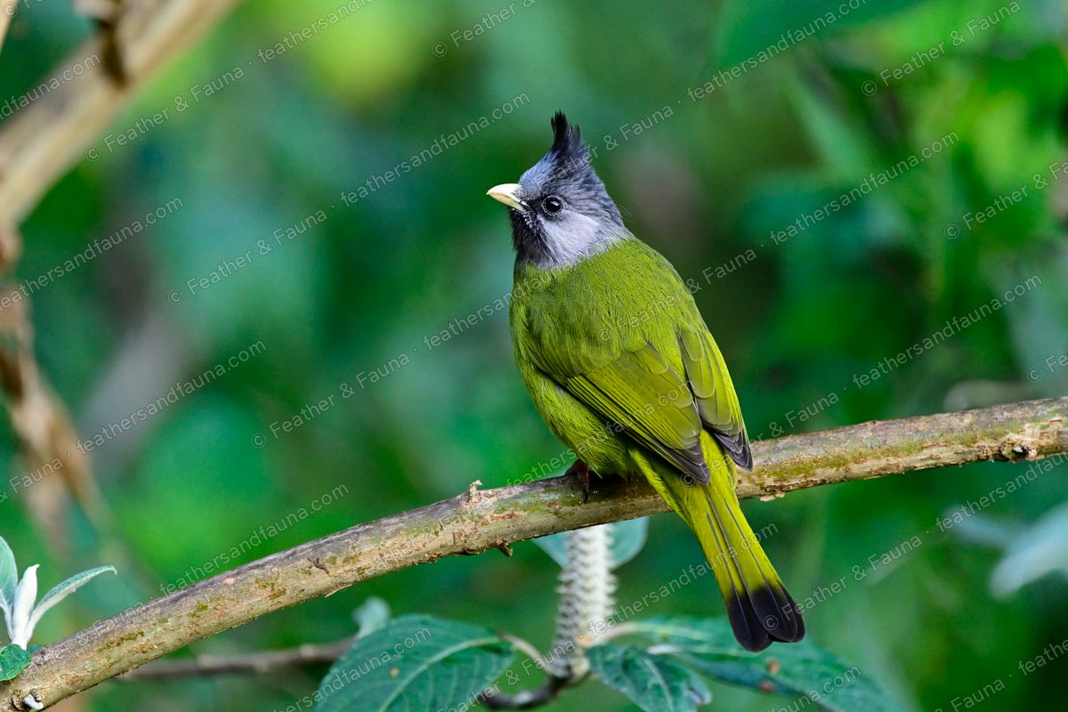 Crested Finchbill with a raised black crest on a diagonal branch against green.