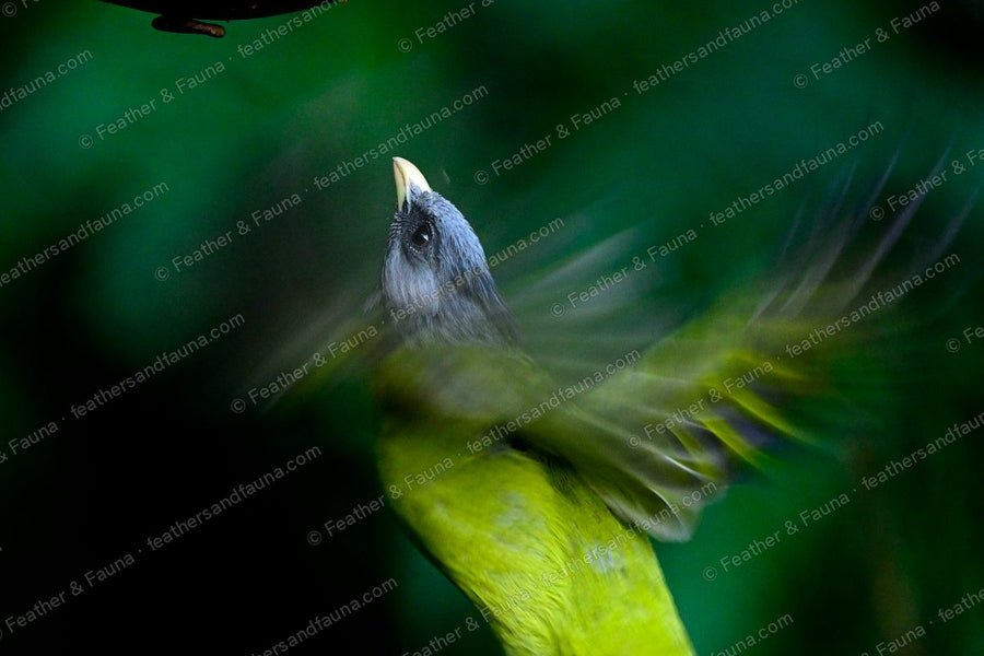 Crested Finchbill shaking off water in a blur of wings against a dark background.