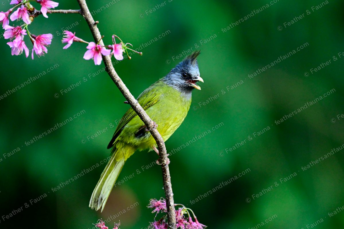 Crested Finchbill calling among pink cherry blossom, black crest raised.