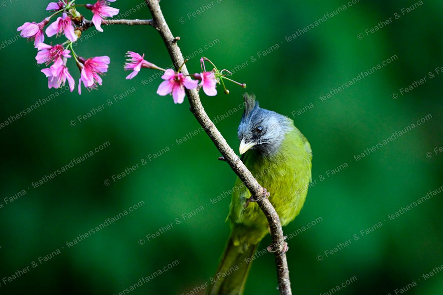 Crested Finchbill on a branch with pink cherry blossom, black crest raised.