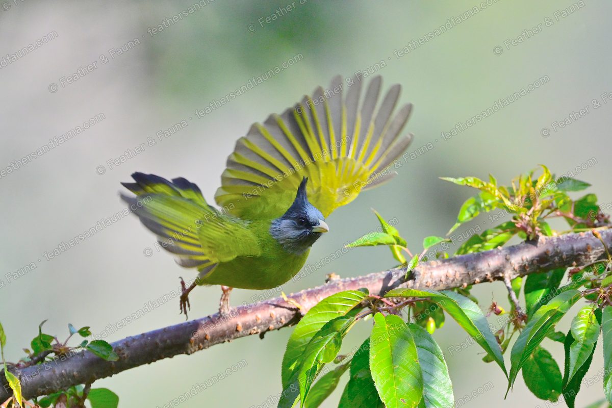 Crested Finchbill launching from a branch with wings and tail fanned and backlit.