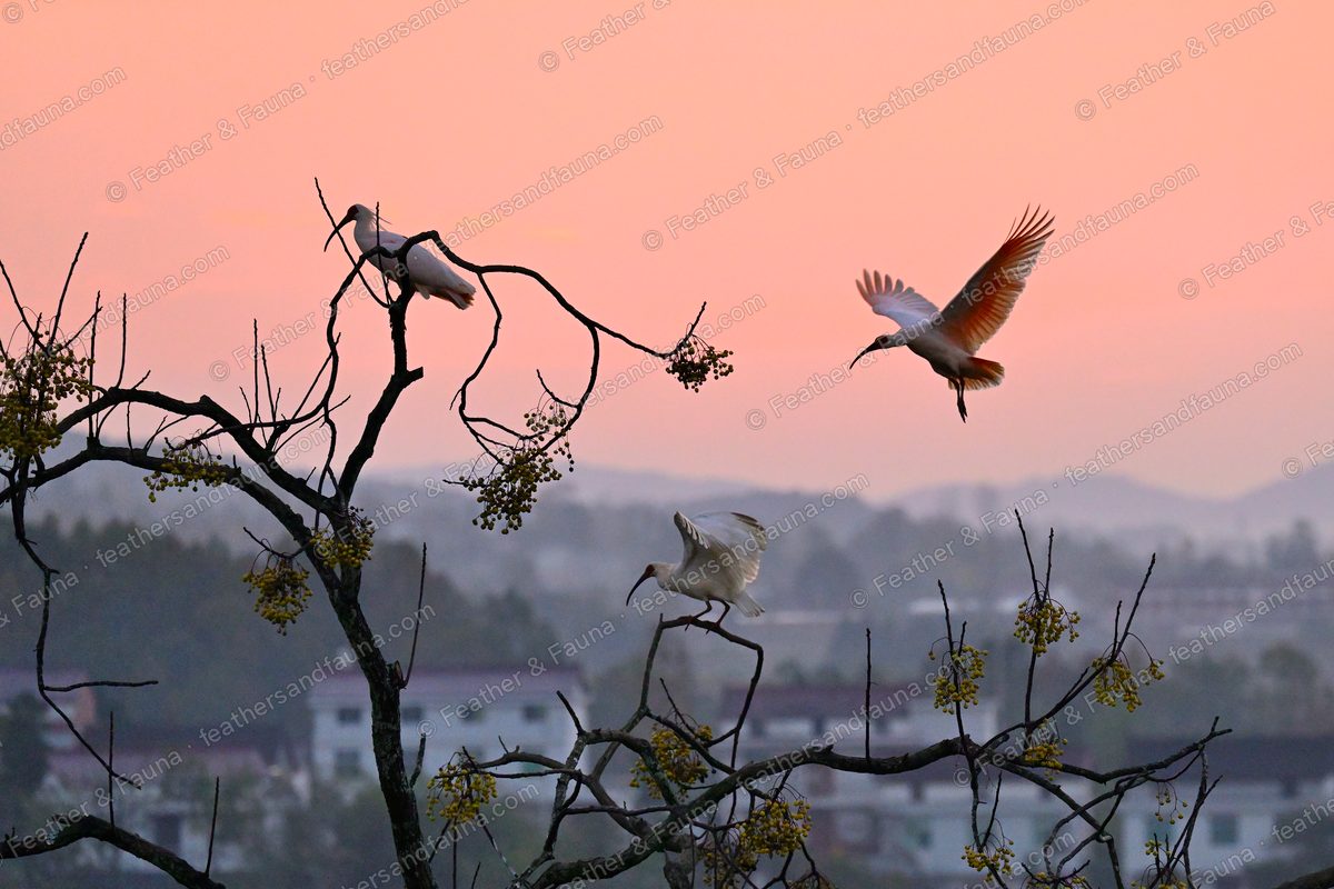 Three pink-white Crested Ibis in a bare tree against a coral dusk sky, one landing.