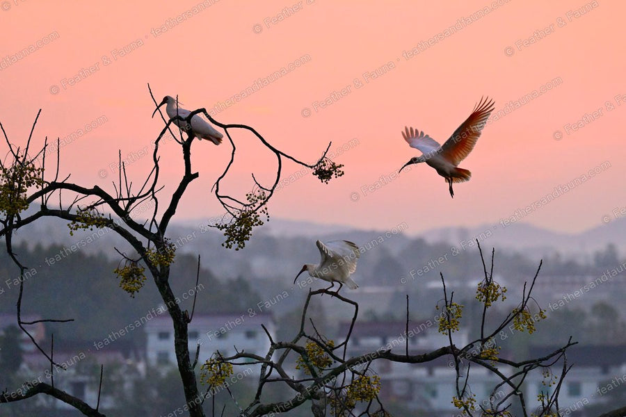 Three pink-white Crested Ibis in a bare tree against a coral dusk sky, one landing.