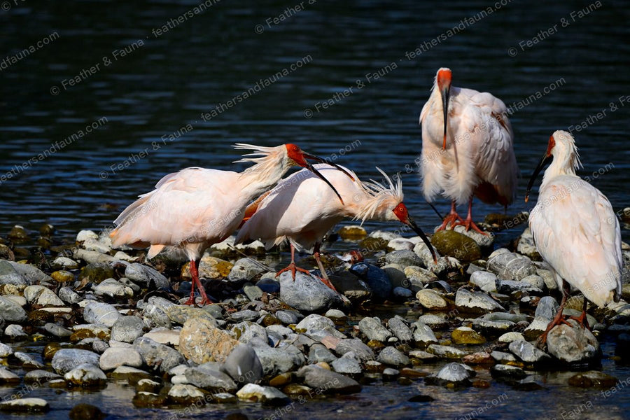 Four Crested Ibis preening on a rocky river shore, long crests raised.